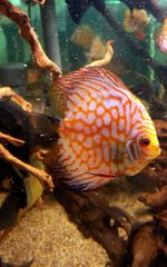 Discus