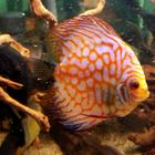 Discus