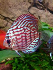 Discus