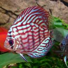 Discus