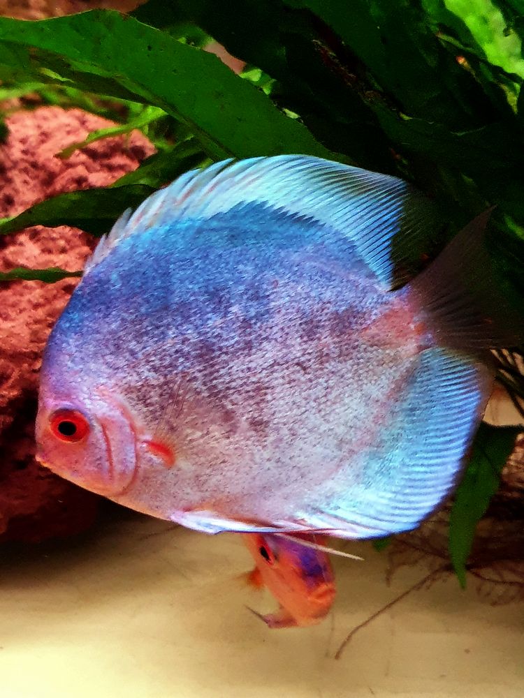 Discus 