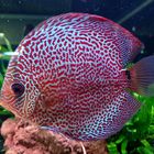 Discus 