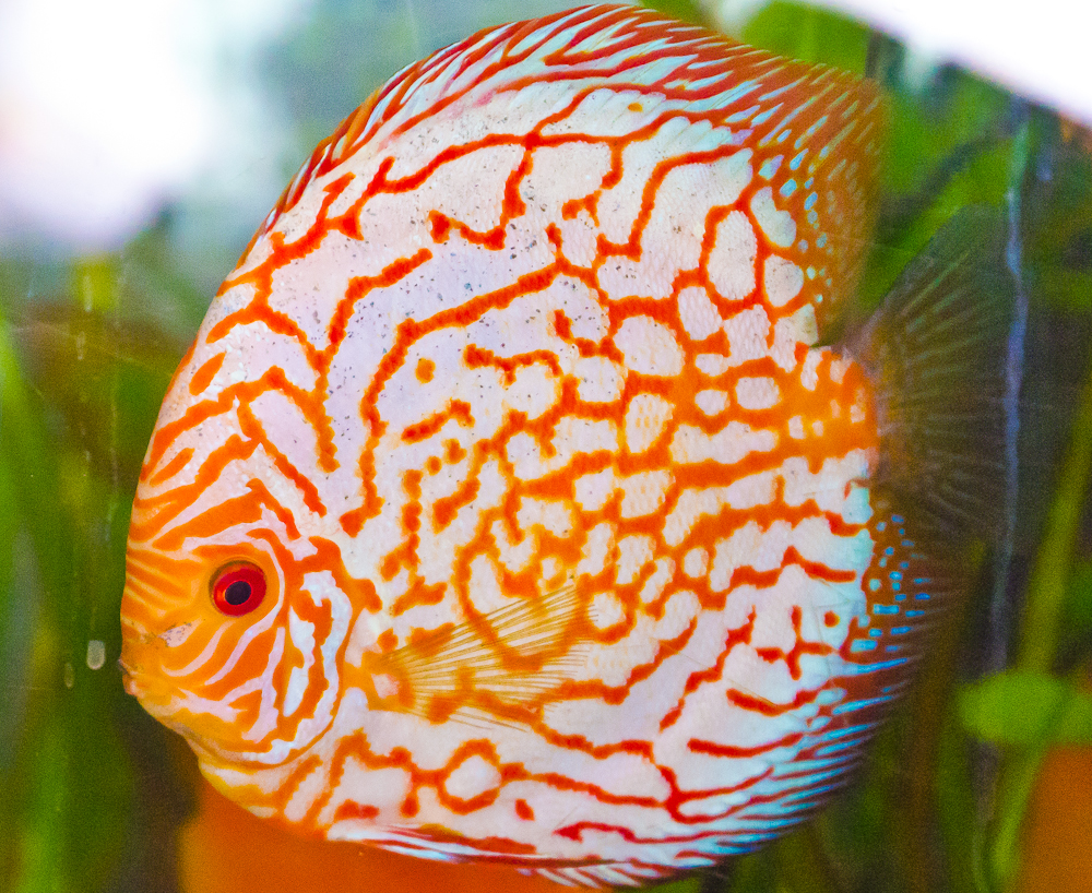 Discus