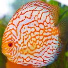 Discus