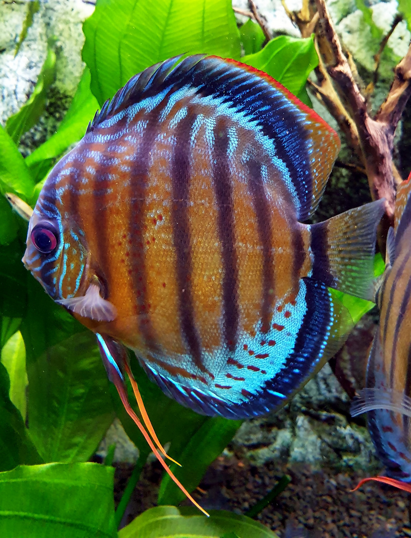 Discus