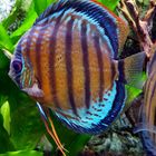 Discus