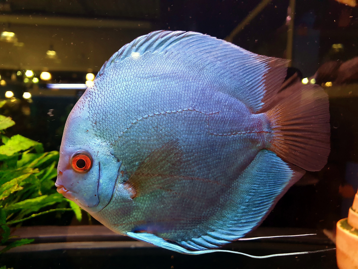 Discus Fisch