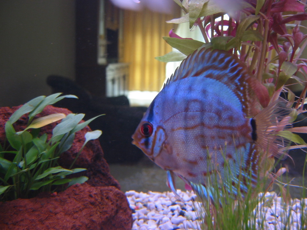 DISCUS MIO...