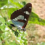 Discussion avec un Sylvain azuré (Limenitis reducta)