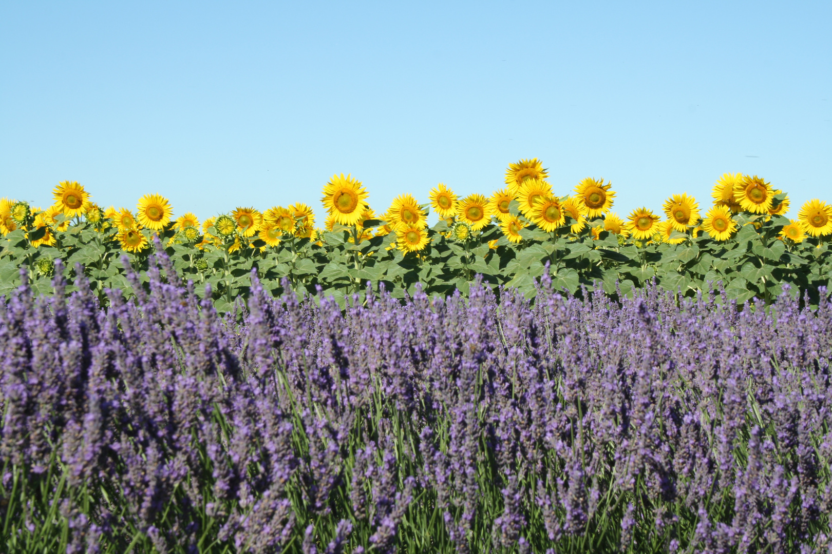 Discussion entre fleurs