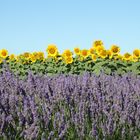 Discussion entre fleurs