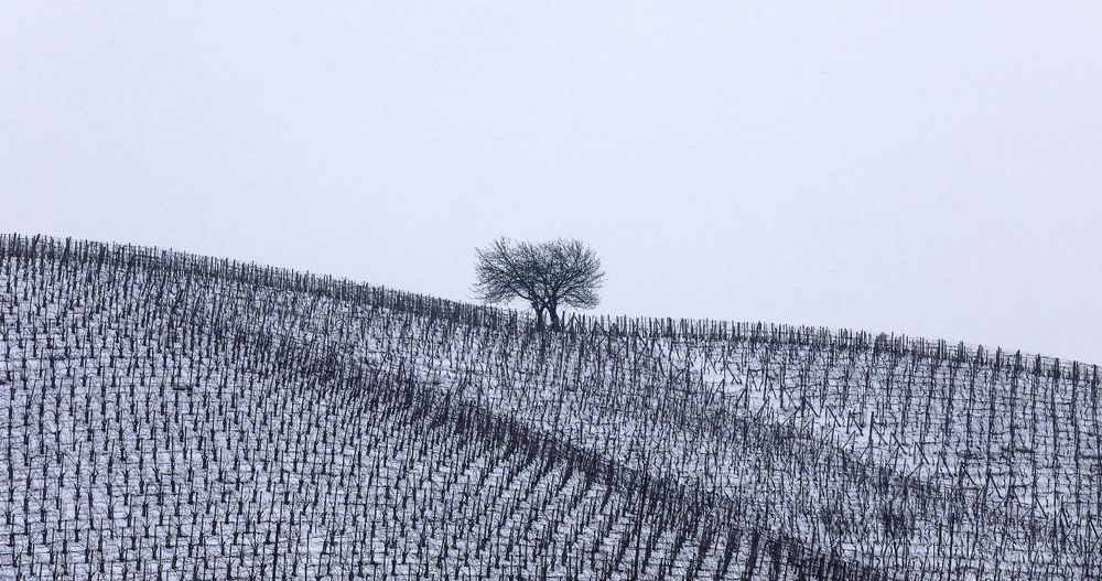 disegni di vini su neve 