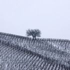 disegni di vini su neve 