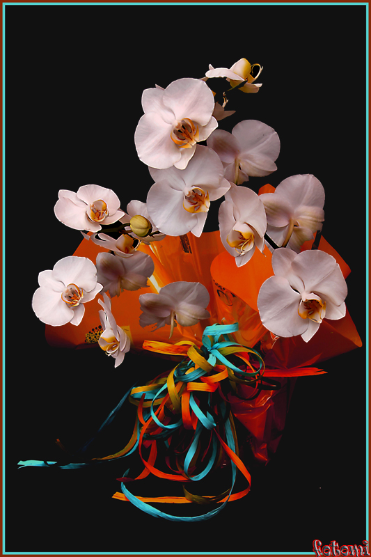 Résultat de recherche d'images pour "Díselo con Flores""