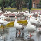 Disfrutando de la lluvia