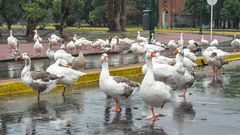 Disfrutando de la lluvia