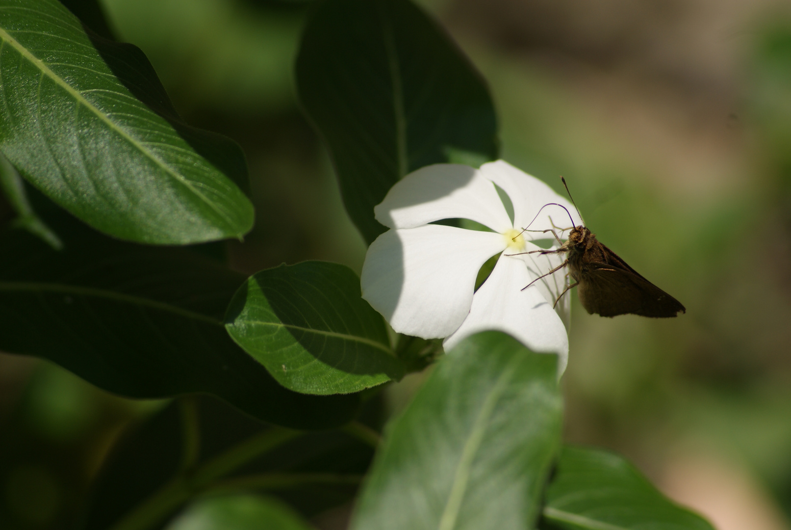 DISFRUTANDO DEL NECTAR