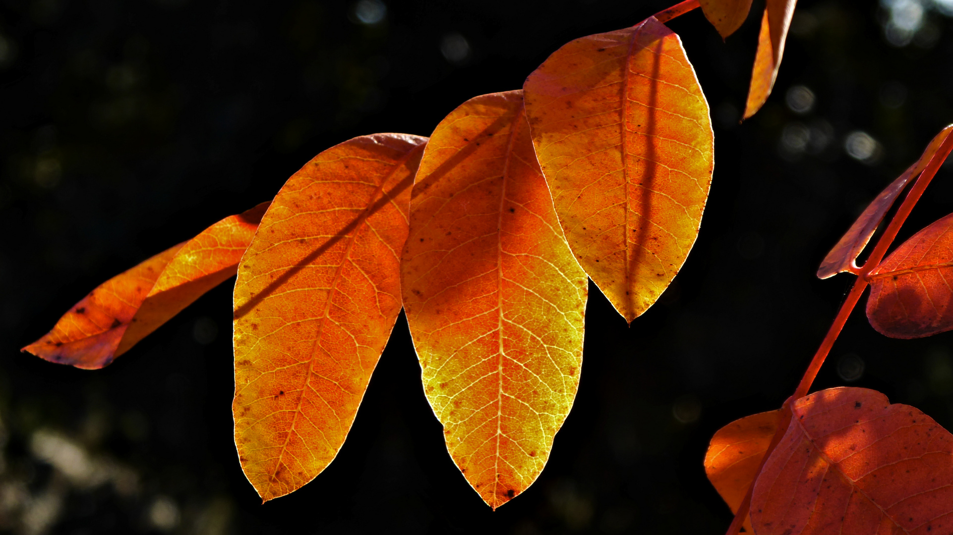 Disfrutando del otoño