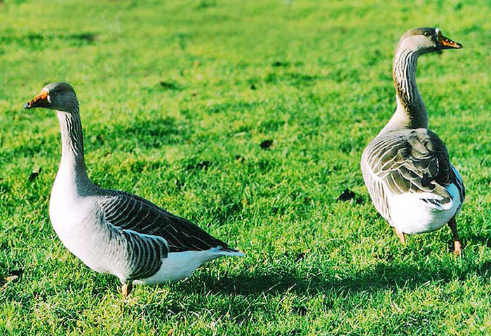 Disgruntled Geese