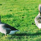 Disgruntled Geese