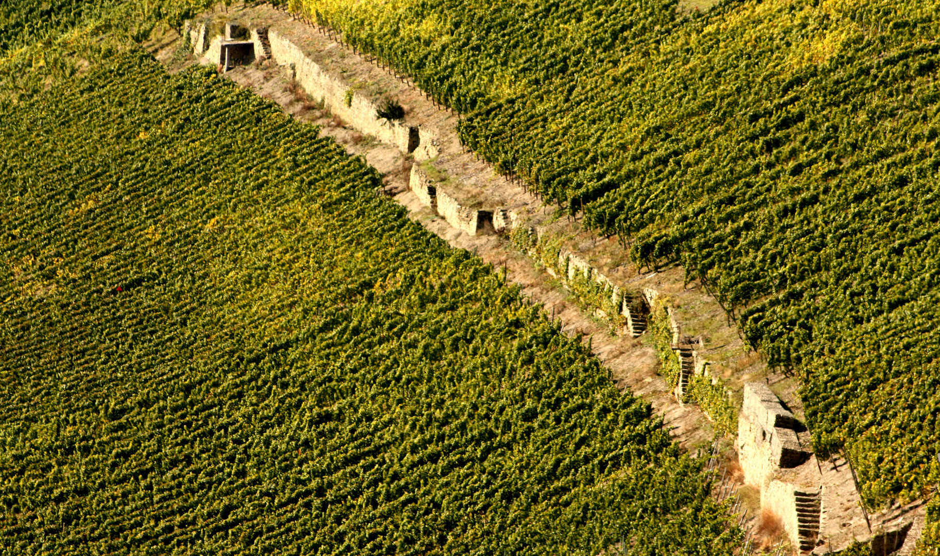 Disibodenberg: Blick auf Weinberg