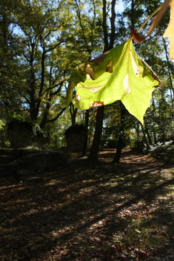 Disibodenbergs leuchtendes Blatt