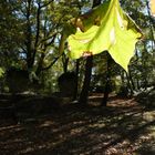 Disibodenbergs leuchtendes Blatt