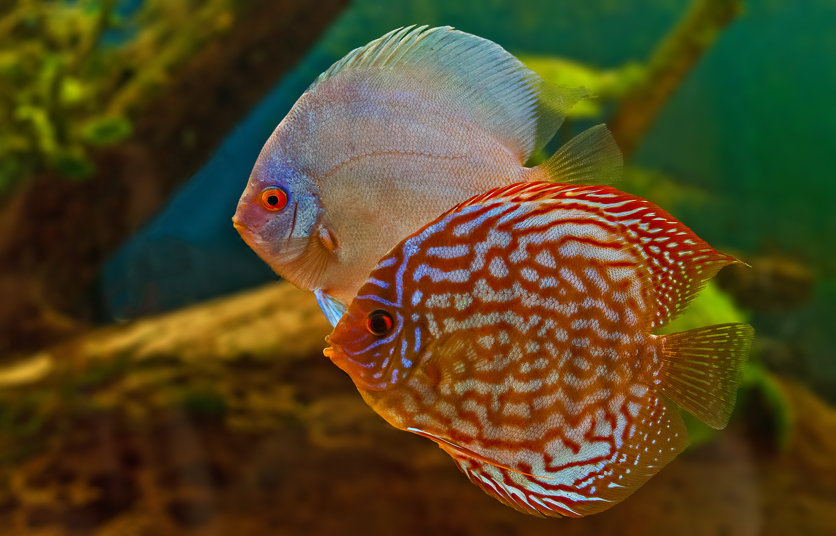 Diskus 004a Foto & Bild | tiere, haustiere, aquaristik ...