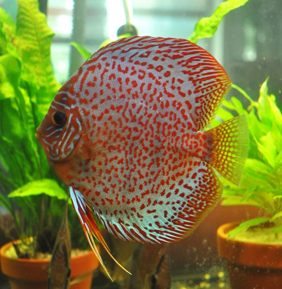 Diskus Leopard Foto & Bild | tiere, haustiere, aquaristik Bilder auf