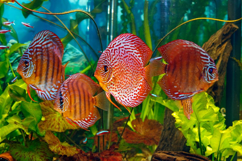 Diskusfische Foto & Bild tiere, haustiere, aquaristik Bilder auf