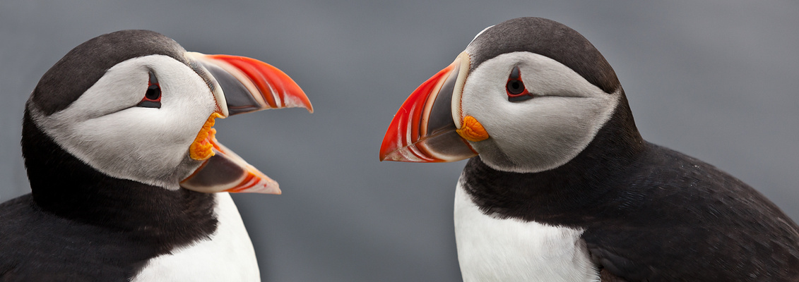 Diskussion am Vogelfelsen 02 - Island #3027