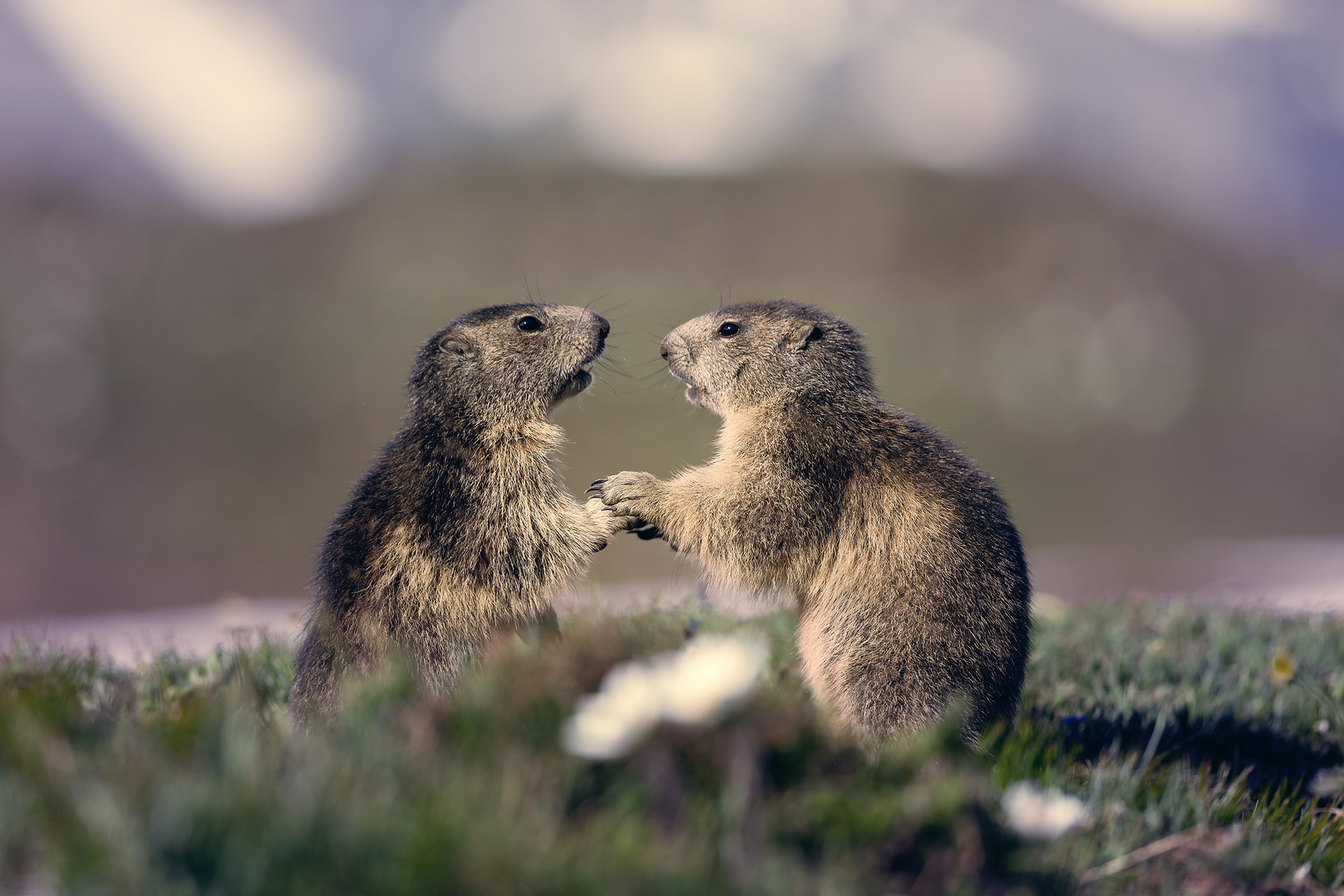 Diskussion unter Murmeltieren