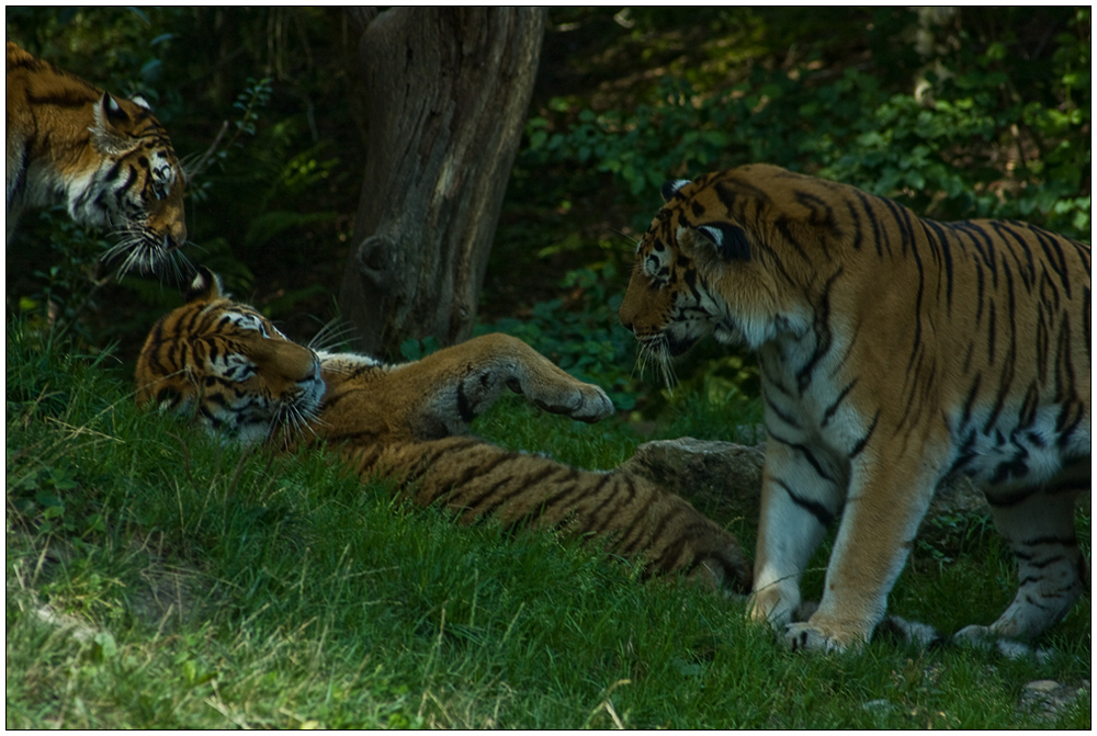 Diskussion unter Tigern