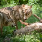 "Diskussion unter Wölfen"