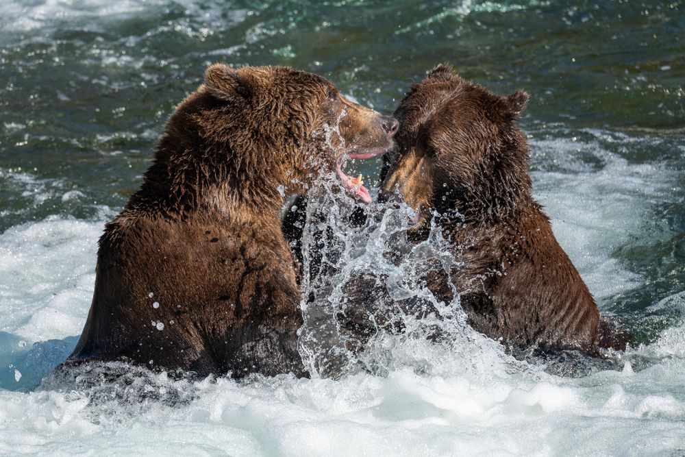 Diskussionen unter Bären