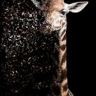 dispersion giraffe 