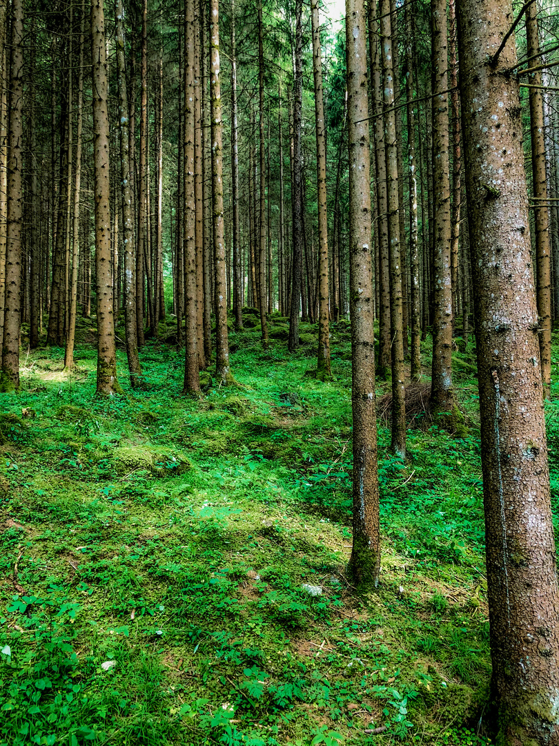 Disperso in mezzo al bosco