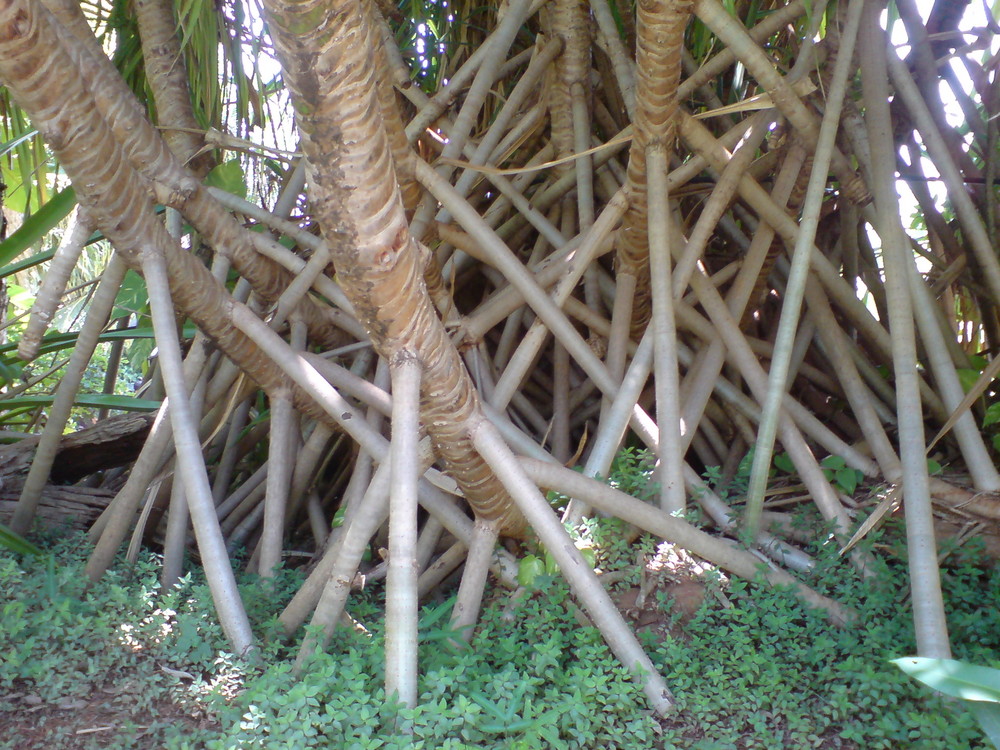 Displayed roots (Raízes Expostas)