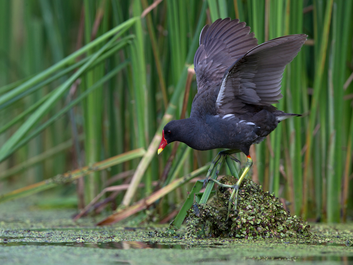 Displaying moor hen