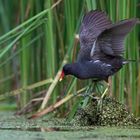 Displaying moor hen