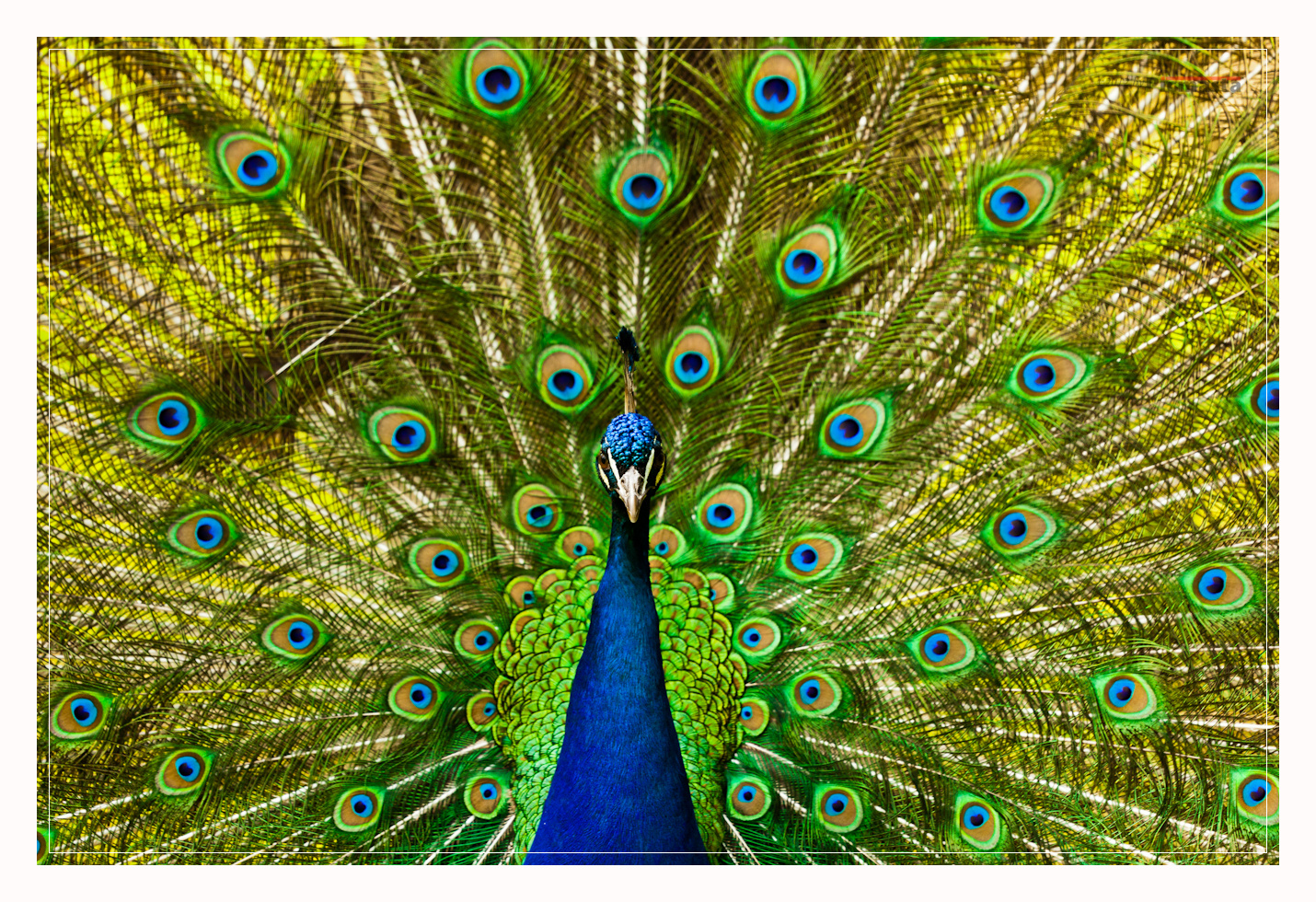 Displaying Peacock;18.05.12