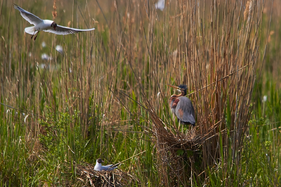 Disput am Nest