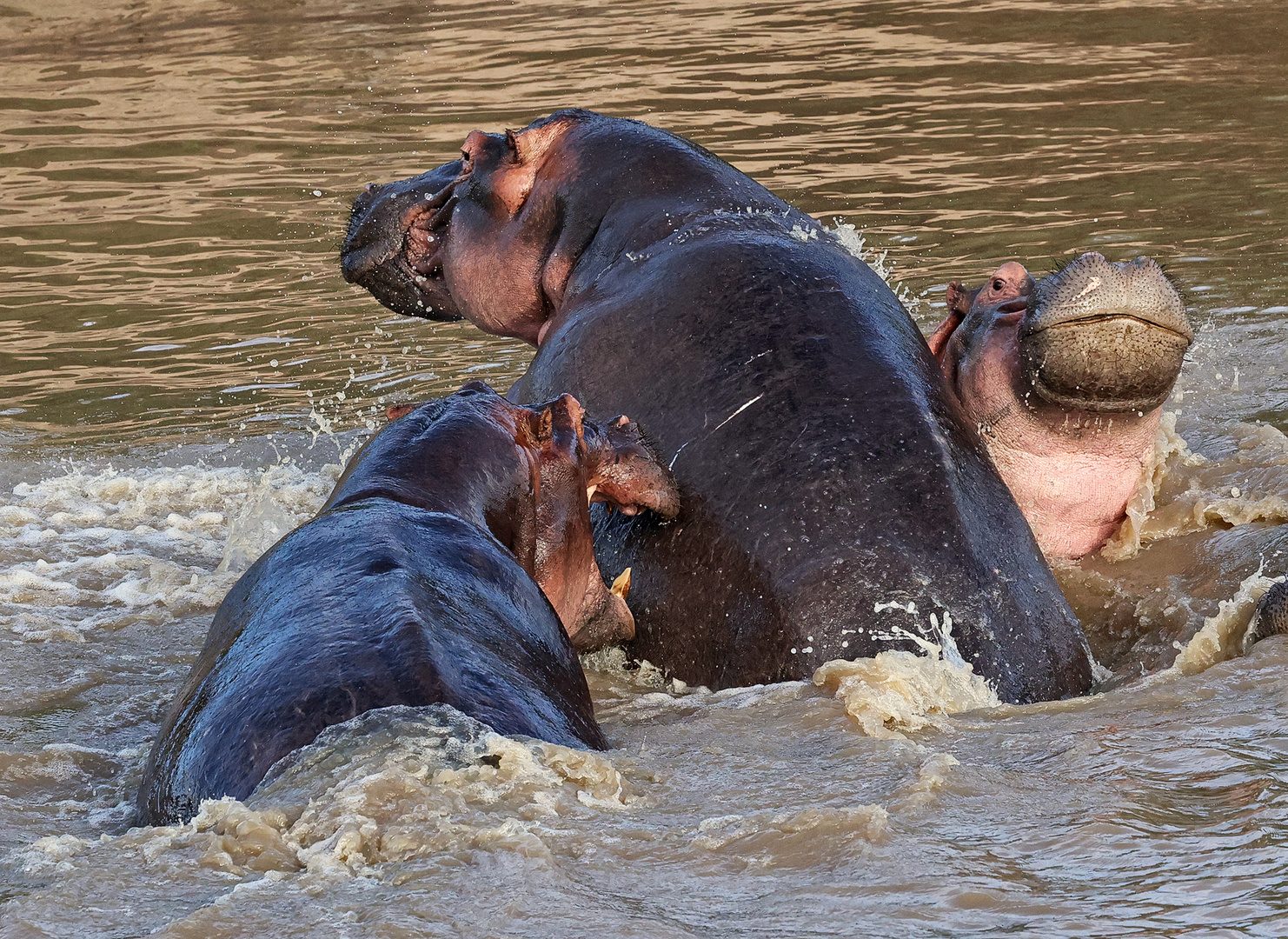 Dispute in the Talek River