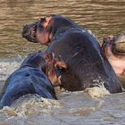 Dispute in the Talek River