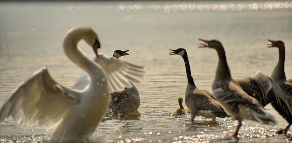 dispute [panorama]