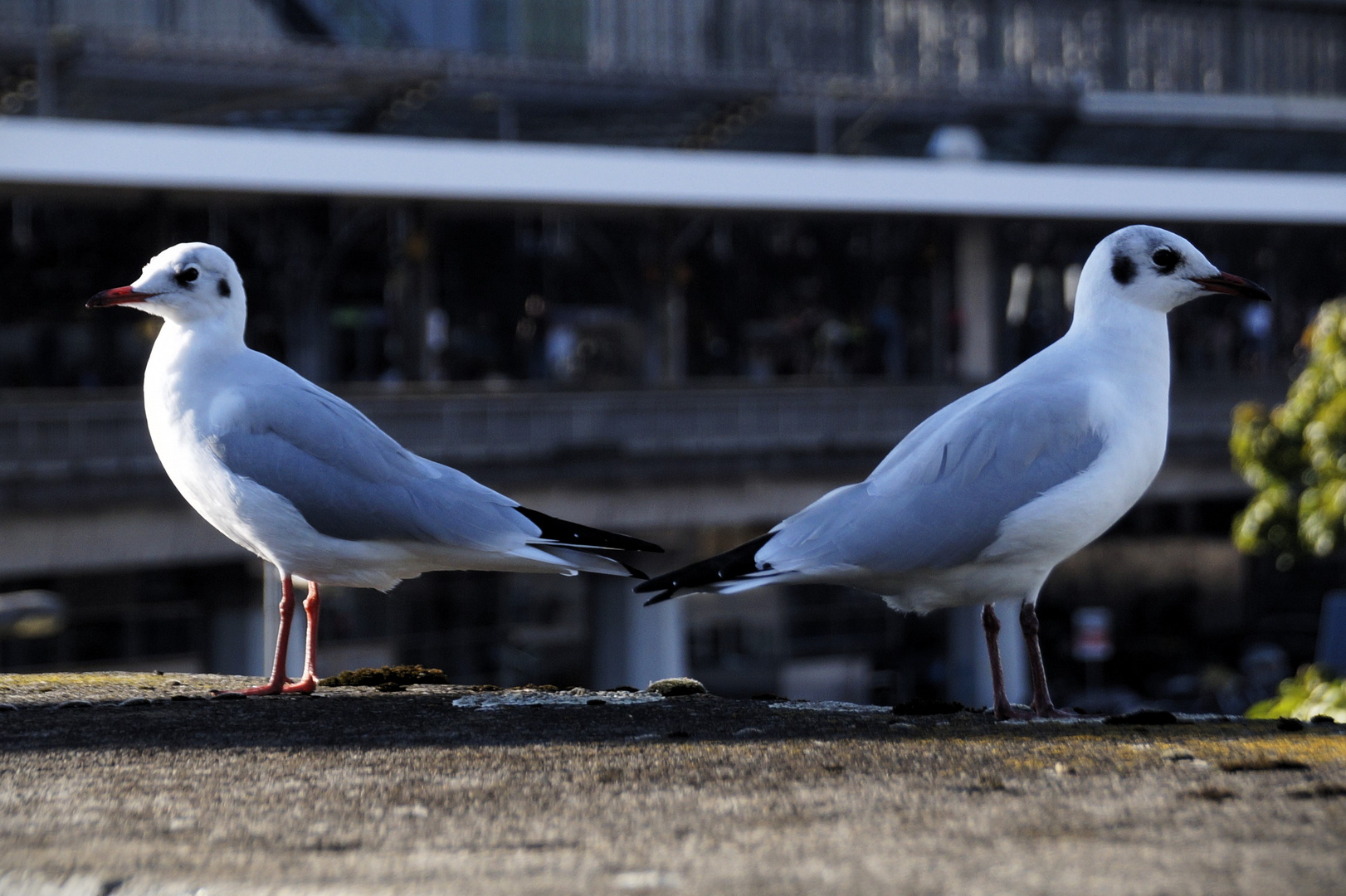 Dissonanz Foto & Bild deutschland, europe, nordrhein westfalen