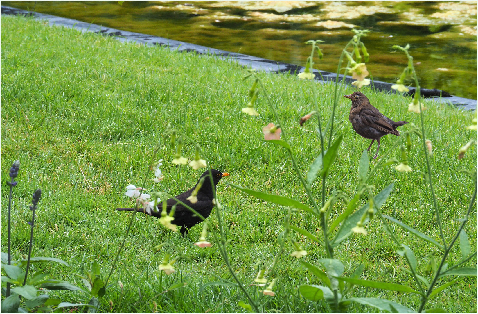 Distanciation sociale aussi chez les oiseaux