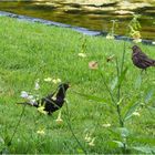 Distanciation sociale aussi chez les oiseaux