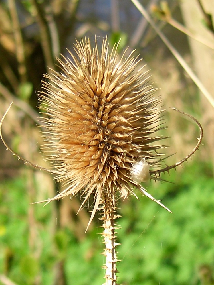 Distel