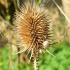 Distel